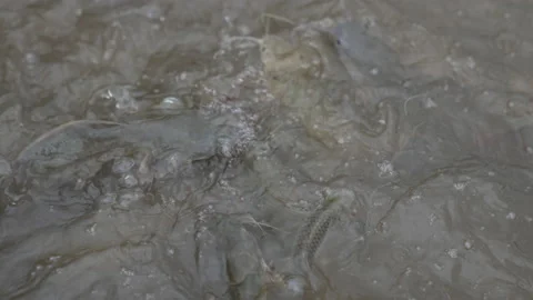 Slow motion catfish feeding in pond 스톡 동영상 229426519
