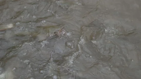 Slow motion catfish feeding in pond 動画素材 229426588