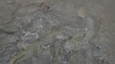 Slow motion catfish feeding in pond Vidéo 229427405