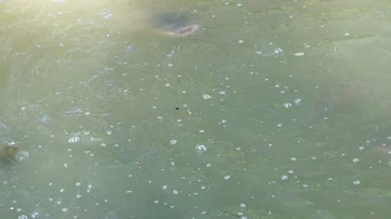 Slow motion Catfish swimming in a pool open mouth for oxygen air breathe Stock Footage 86041184