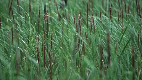 Slow Motion Cattails and Reeds Swaying in Wind After Rain Stock Footage 340290018
