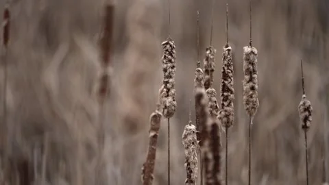 Slow Motion Cattails Moving Gently in Light Breeze Vídeo Stock 335841385