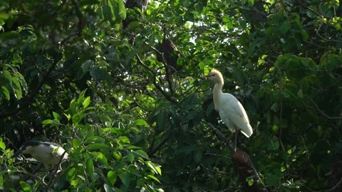 Slow Motion Cattle egret. Bubulcus ibis with yellow plumage. Forest Taiwan-Dan Stock Footage 134277809