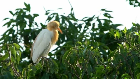 Slow Motion Cattle egret. Bubulcus ibis with yellow plumage. Forest Taiwan-Dan Stock Footage 134277914
