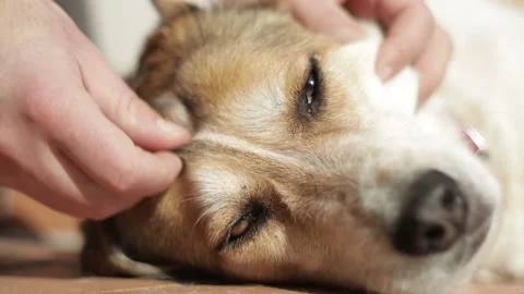 Slow motion: caucasian man gently caresses his brown and white dog outdoor Stock Footage 149113532