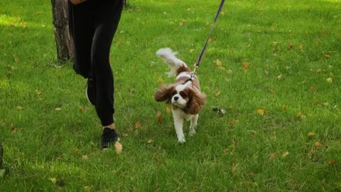 Slow motion, a Cavalier King Charles Spaniel puppy runs next to its owner Stock Footage 252725060