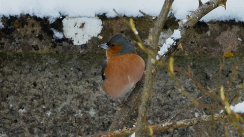 Slow motion Chaffinch perched on twig in snow before flying away Stock Footage 114469536