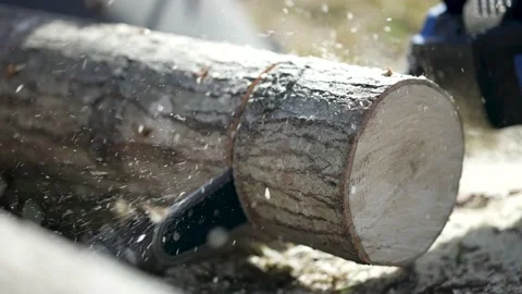 Slow motion of chainsaw cutting a log in slow motion with saw dust flying in the Stock Footage 150509141