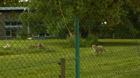 Slow motion Cheetah chasing after and catching meat on line Stock Footage 114457131