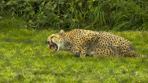 Slow motion Cheetah chewing on meat Stock Footage 114459112