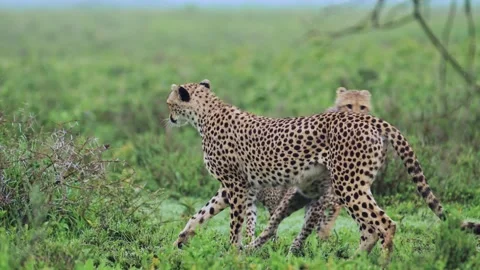 Slow Motion Cheetah Cub Pouncing on Mother, Family with Cheetahs Cubs in Africa Vídeos de archivo 341385839