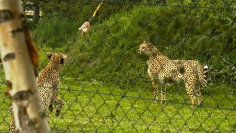 Slow motion Cheetah pulling meat off a line Stock Footage 114452277
