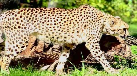 Slow Motion of a Cheetah Walking Stock Footage 61163661