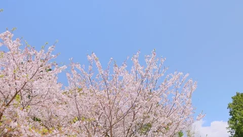 Slow motion cherry blossom petals falling against a clear blue sky Vídeos de archivo 332282379