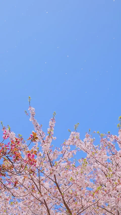 Slow motion cherry blossom petals falling against a clear blue sky Vídeos de archivo 332282419