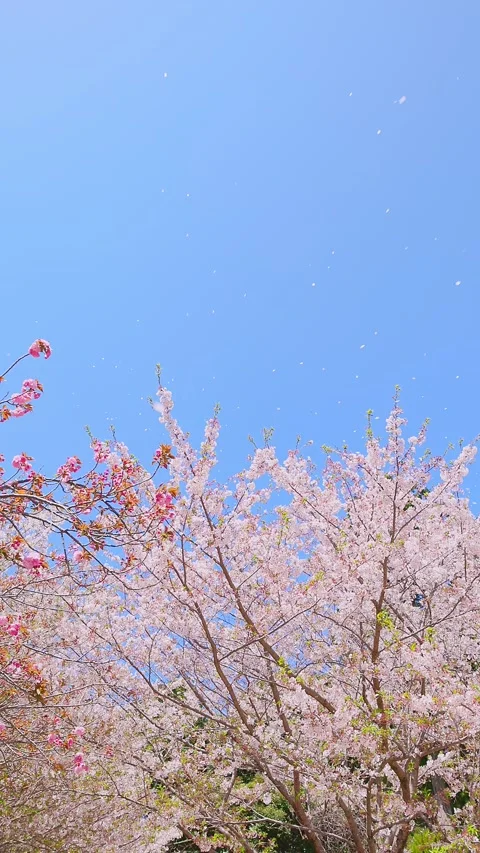 Slow motion cherry blossom petals falling against a clear blue sky Vídeos de archivo 332282424