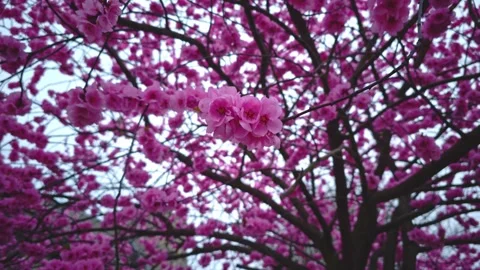Slow Motion Cherry Blossom Tree in Full Bloom Stock Footage 304908360
