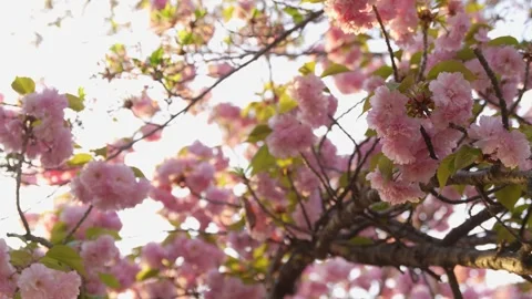 Slow Motion of Cherry Blossom Tree Pink Flower in Washington DC Looking Up .. Stock Footage 336593322
