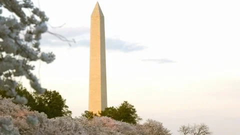 Slow Motion Cherry Blossoms and Washington Monument in Evening Stock Footage 106207767