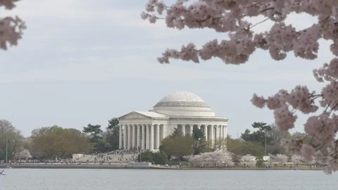 Slow Motion Cherry Blossoms and Thomas Jeffersion Memorial Stock-Footage 106207891