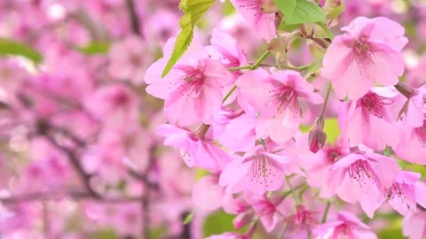 Slow motion of cherry blossoms. Sakura. Cerasus lannesiana&amp;nbsp;Carrière. 4K Stock Footage 290298754