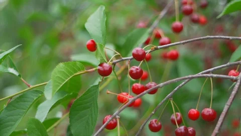 Slow motion of a cherry tree Stock Footage 91514206