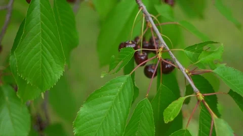 Slow motion of a cherry tree Stock Footage 91514306