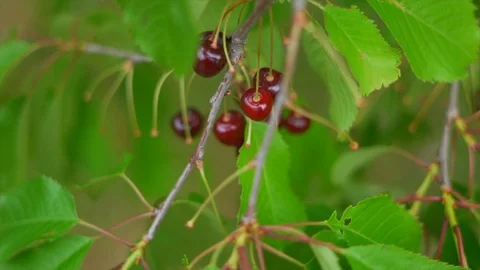 Slow motion of a cherry tree Stock Footage 91514310
