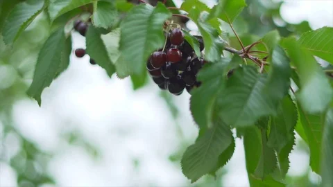 Slow motion of a cherry tree Stock Footage 91514326
