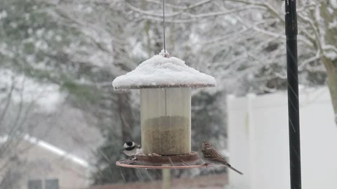 Slow Motion Chicadee and Tree Sparrow on Bird Feeder with Falling Snow Stock Footage 133098189
