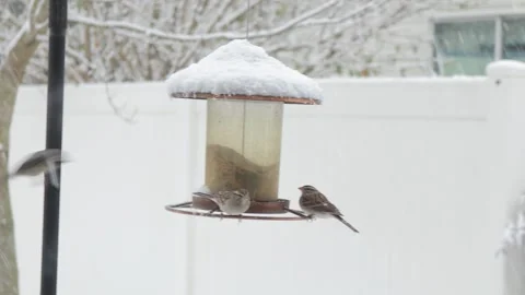 Slow Motion Chicadee Fights With Tree Sparrow on Bird Feeder with Falling Snow Video stock 133098193