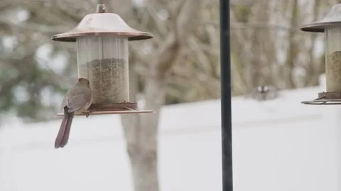 Slow Motion Chicadee Lands on Bird Feeder with Female Cardinal Stock Footage 133018998