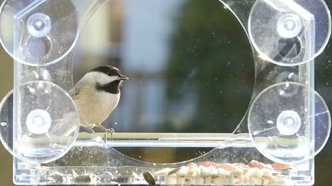 Slow motion of chickadee bird, feeder taking sunflower seed, flying away Video stock 98615397