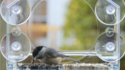 Slow motion of chickadee, bird feeder taking sunflower seed, flying away Stock Footage 98615603