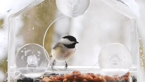 Slow motion of chickadee in bird feeder, flying away, snow, snowing Stock Footage 98615917