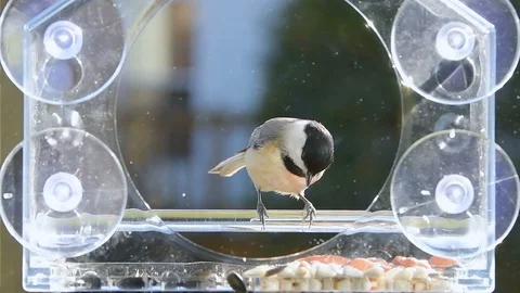 Slow motion of chickadee inside bird feeder, taking sunflower seed Stock Footage 98615500