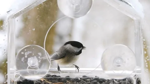 Slow motion of chickadee inside bird feeder, dropping sunflower seed, snow Stock Footage 98615865