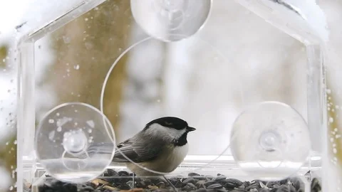 Slow motion of chickadee inside feeder, eating sunflower seed, flying away, snow Stock Footage 98615872