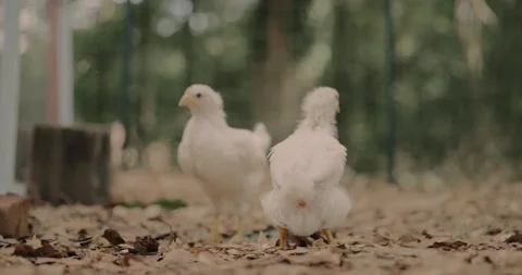 Slow motion chicken poops on ground, funny and gross 動画素材 131054474