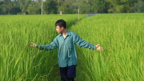 Slow motion children playing in rice field on sunset background Vidéo 218982853