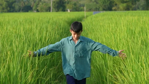 Slow motion children playing in rice field on sunset background Vídeo Stock 218984061