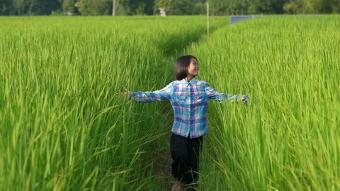 Slow motion children playing in rice field on sunset background Stock-Footage 218984541