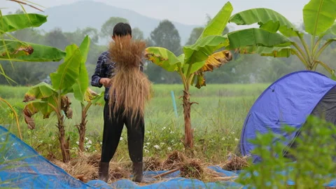 Slow motion children working for harvest paddy of rice plantation in rural Stock Footage 220139894