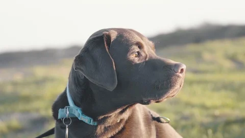 Slow motion of Chocolate labrador  Stock Footage 100444654