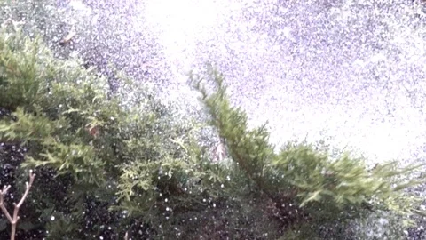 Slow Motion Christmas Tree Snow Flying Off Tree Branches 3 Vídeos de archivo 89115666
