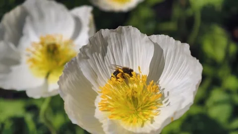Slow motion cinematic 4K B-roll footage of honeybee collecting nectar Video stock 307863388