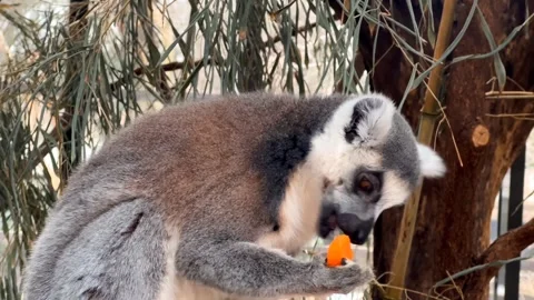 Slow motion cinematic 4K B-roll footage of ring-tailed lemur eating close up Stock Footage 308957023