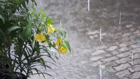 Slow Motion Cinematic Rain Drop with Yellow Flower Foreground Video stock 160352591