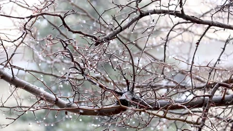 Slow Motion Cinematic Snowfall in a Forest Landscape; Close-Up Winter Scene Stock Footage 159732333