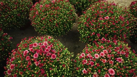 Slow motion circular pan revealing rows of pink mums Stock Footage 239046149